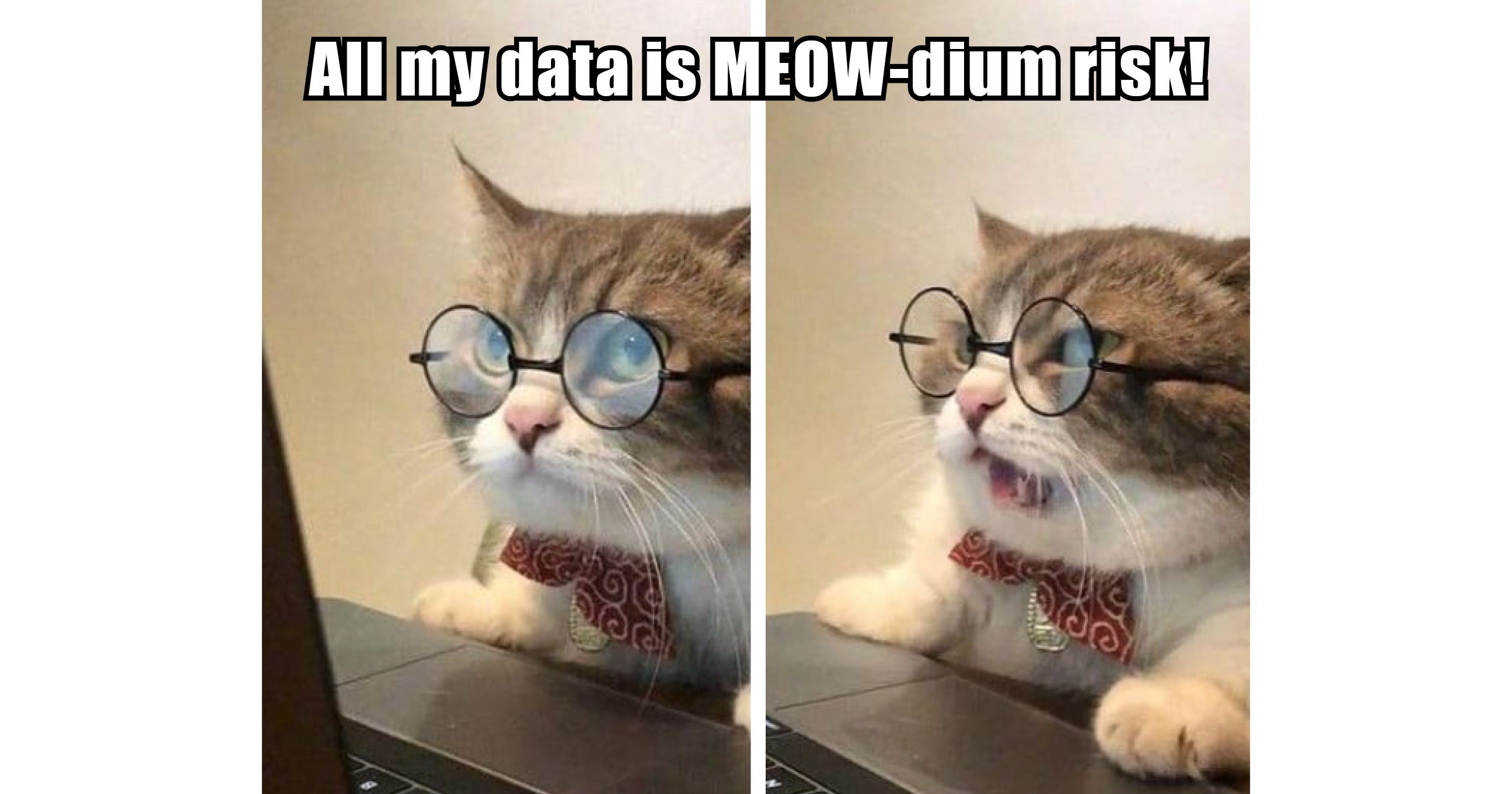 Meme: Cat with glasses at a computer screen with the text "All my data is MEOW-dium risk!"
