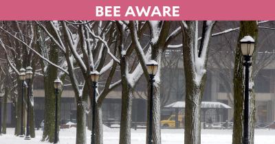 Be Aware hero: College Street trees covered in snow